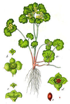 Chrysosplenium oppositifolium Golden Saxifrage Chrysosplenium oppositifolium Golden Saxifrage